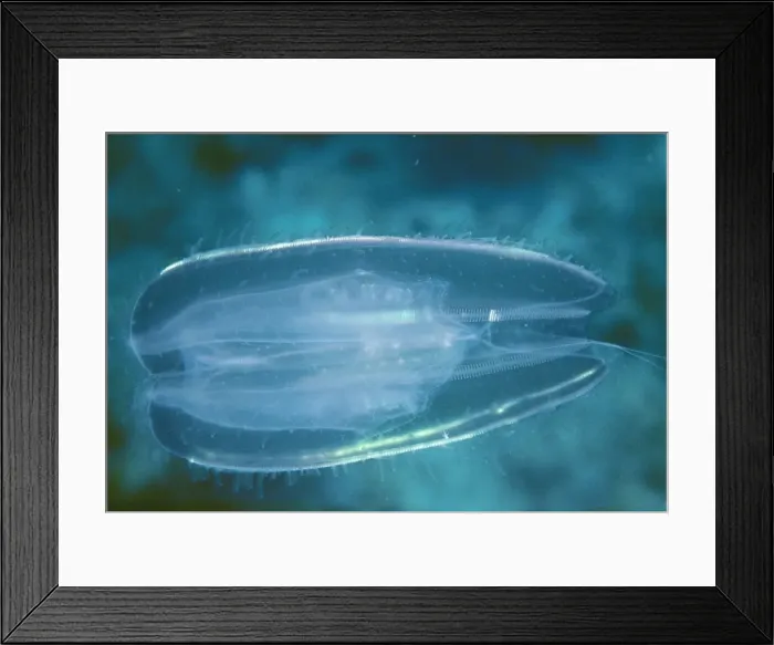 Framed Print : Comb Jellyfish VT 2813 Phylum tenophora © Valerie Taylor ARDEA LONDON Framed Print : Comb Jellyfish VT 2813 Phylum tenophora © Valerie Taylor ARDEA LONDON