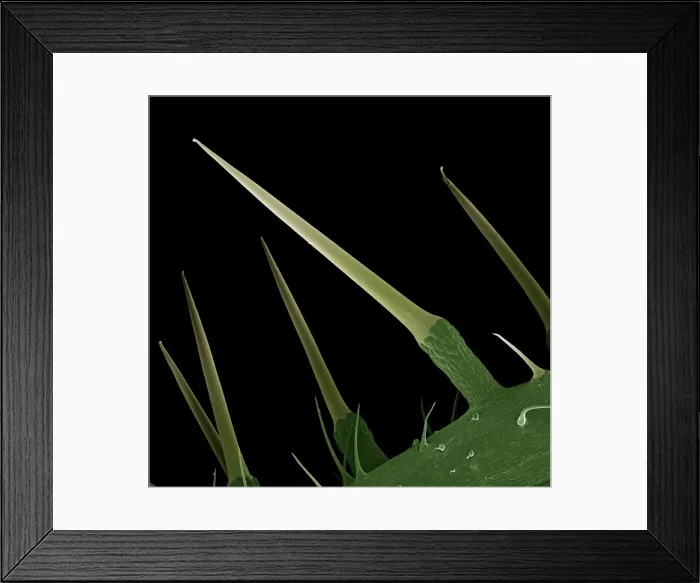Framed Print : Scanning Electron Micrograph (SEM): Stinging Nettle, Magnification x 130 (A4 size: 29. 7 cm width) Framed Print : Scanning Electron Micrograph (SEM): Stinging Nettle, Magnification x 130 (A4 size: 29. 7 cm width)