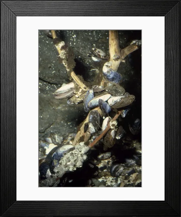 Framed Print : Mussels. LB-11025. MUSSELS UNDERWATER. Ian Beames Framed Print : Mussels. LB-11025. MUSSELS UNDERWATER. Ian Beames