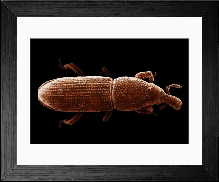 Framed Print : Scanning Electron Micrograph (SEM): Wood-boring Weevil - Magnification x 70 (if print A4 size: 29. 7 cm wide) Framed Print : Scanning Electron Micrograph (SEM): Wood-boring Weevil - Magnification x 70 (if print A4 size: 29. 7 cm wide)