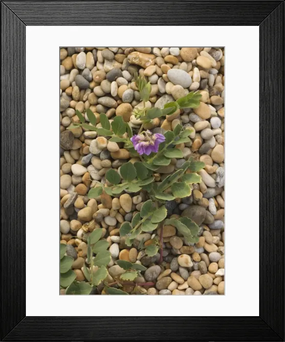 Framed Print : Sea pea (Lathyrus japonicus) in flower, on shingle, Chesil beach, Dorset Framed Print : Sea pea (Lathyrus japonicus) in flower, on shingle, Chesil beach, Dorset