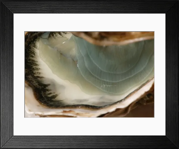 Framed Print : oyster - “fine de claire” opened Framed Print : oyster - “fine de claire” opened