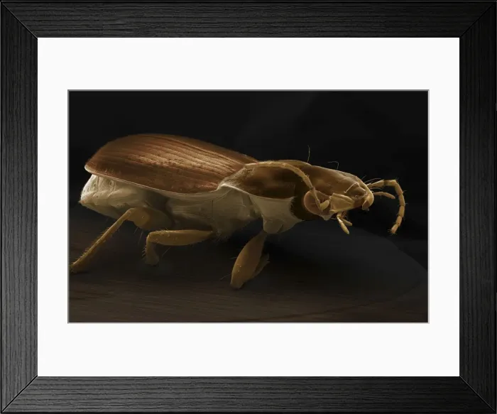 Framed Print : Scanning Electron Micrograph (SEM): Ground Beetle - Magnification x 20 (if print A4 size: 29. 7 cm wide) Framed Print : Scanning Electron Micrograph (SEM): Ground Beetle - Magnification x 20 (if print A4 size: 29. 7 cm wide)