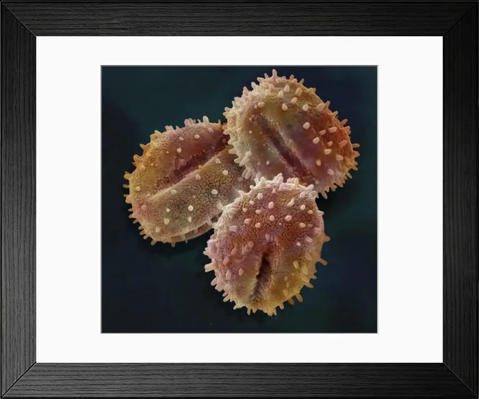 Framed Print : Scanning Electron Micrograph (SEM); Pollen of Mistletoe, Magnification x 2, 850 (A4 size: 29. 7 cm width) Framed Print : Scanning Electron Micrograph (SEM); Pollen of Mistletoe, Magnification x 2, 850 (A4 size: 29. 7 cm width)
