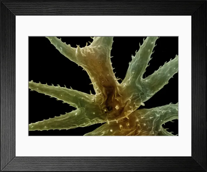 Framed Print : Freshwater Desmid Framed Print : Freshwater Desmid