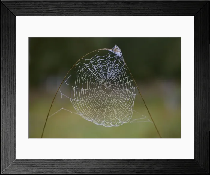 Framed Print : Spider's Web - of Cross Orbweaver or Garden Cross spider, on grass stem, autumn, Lower Saxony, Germany Framed Print : Spider's Web - of Cross Orbweaver or Garden Cross spider, on grass stem, autumn, Lower Saxony, Germany