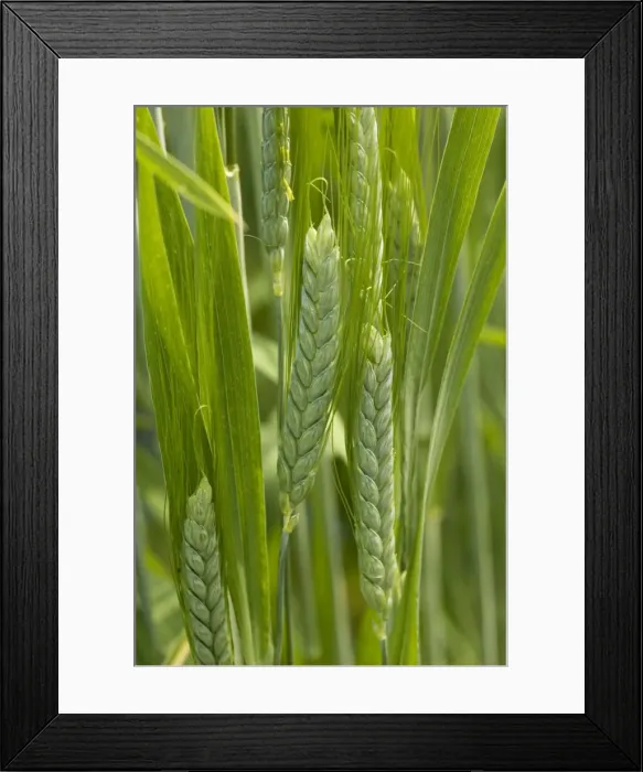 Framed Print : Wild Emmer wheat (Triticum dicoccoides), a fore-runner of modern wheat. In cultivation Framed Print : Wild Emmer wheat (Triticum dicoccoides), a fore-runner of modern wheat. In cultivation