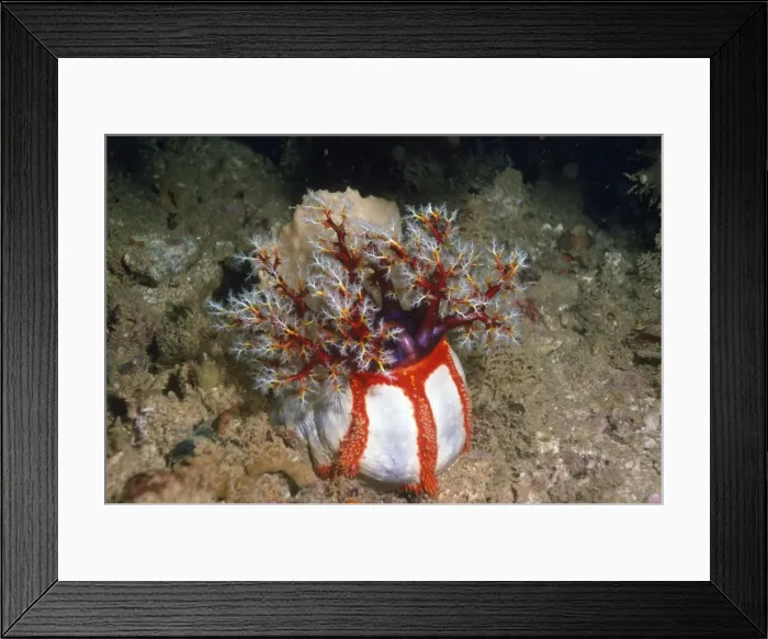 Framed Print : Sea Apple Papua New Guinea Framed Print : Sea Apple Papua New Guinea