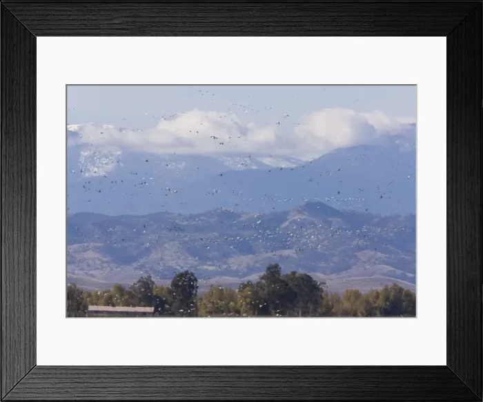 Framed Print : Mixed flock in flight - Ross's Geese (Chen rossii) and Snow Geese (Chen caerulescens) - at Sacramento National Wildlife Reserve, Black Butte mountains / Mendocino Forest beyond; California, United States Framed Print : Mixed flock in flight - Ross's Geese (Chen rossii) and Snow Geese (Chen caerulescens) - at Sacramento National Wildlife Reserve, Black Butte mountains / Mendocino Forest beyond; California, United States