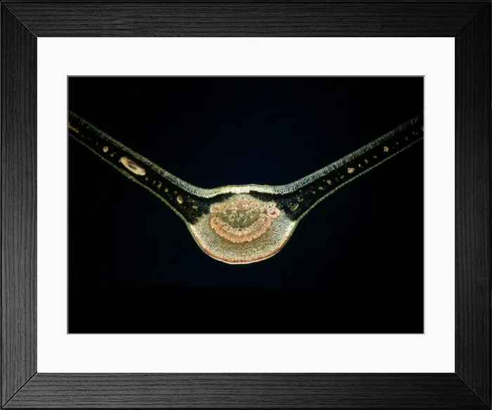 Framed Print : Light Micrograph (LM): A transverse section of a Fig leaf); Magnification x15 (on 10. 5 cm width print) Framed Print : Light Micrograph (LM): A transverse section of a Fig leaf); Magnification x15 (on 10. 5 cm width print)