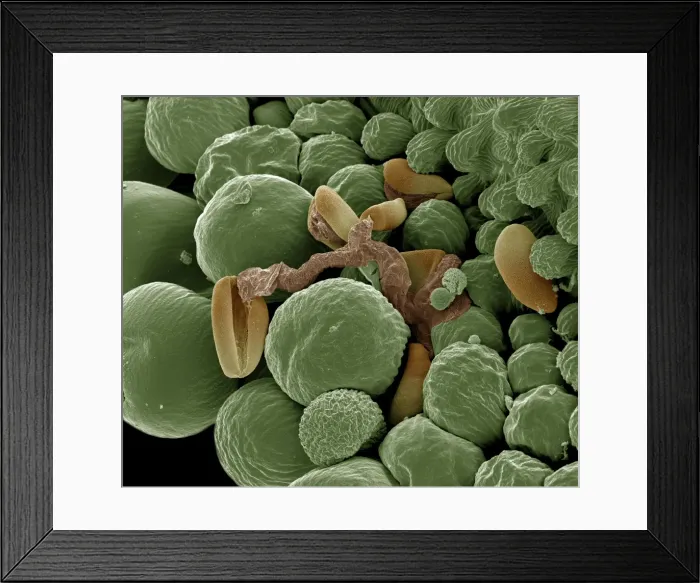 Framed Print : Scanning Electron Micrograph (SEM): Germination showing pollen tube in Lilly, Magnification x (A4 size: 29. 7 cm width) Framed Print : Scanning Electron Micrograph (SEM): Germination showing pollen tube in Lilly, Magnification x (A4 size: 29. 7 cm width)