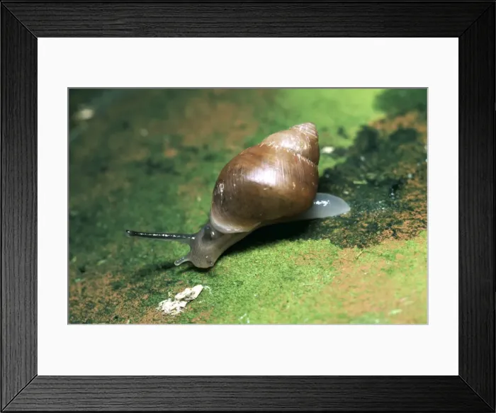 Framed Print : Partula  /  Polynesian Snail Endangered