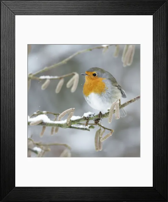 Framed Print : Robin - perched on branch in snow - Lower Saxony - Germany Framed Print : Robin - perched on branch in snow - Lower Saxony - Germany