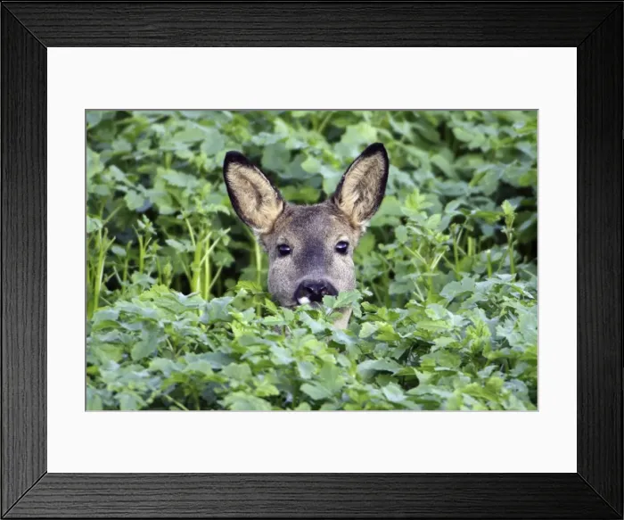 Framed Print : European Roe Deer - doe in mustard crop - Lower Saxony - Germany Framed Print : European Roe Deer - doe in mustard crop - Lower Saxony - Germany