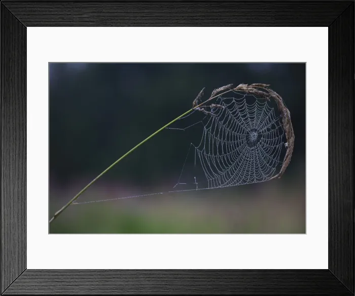 Framed Print : Spider's Web - of Cross Orbweaver or Garden Cross spider, on grass stem, autumn, Lower Saxony, Germany Framed Print : Spider's Web - of Cross Orbweaver or Garden Cross spider, on grass stem, autumn, Lower Saxony, Germany