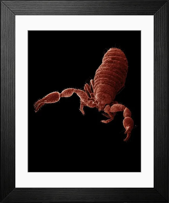 Framed Print : Scanning Electron Micrograph (SEM): False Scorpion / Pseudoscorpion - Magnification x 75 (if print A4 size: 29. 7 cm wide) Framed Print : Scanning Electron Micrograph (SEM): False Scorpion / Pseudoscorpion - Magnification x 75 (if print A4 size: 29. 7 cm wide)