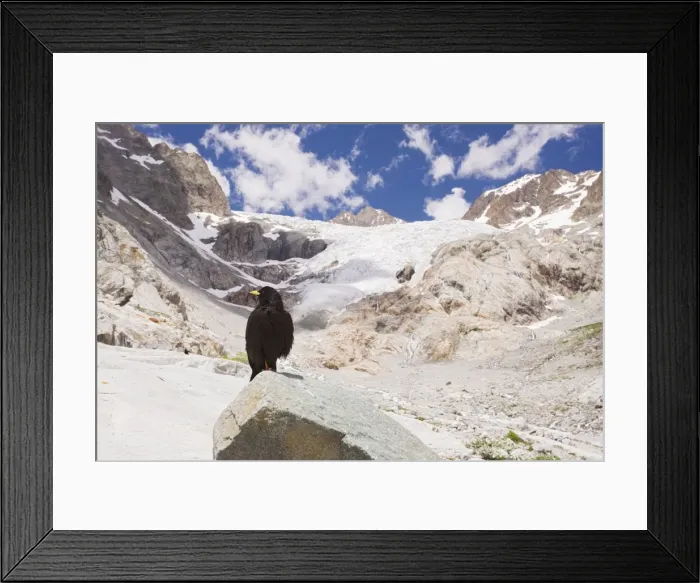 Framed Print : Alpine Chough  /  Yellow-billed Chough - on the glacier blanc, Ecrins National Park, French Alps, France