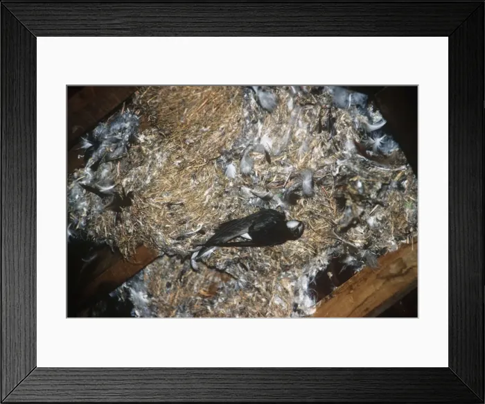 Framed Print : Little Swift - entering nest Framed Print : Little Swift - entering nest