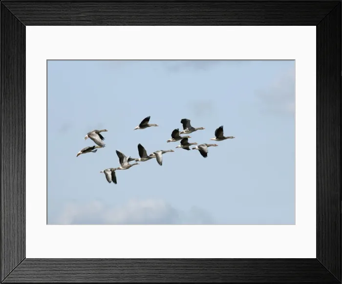 Framed Print : Greylag Geese - flock in flight - Island of Texel - Holland Framed Print : Greylag Geese - flock in flight - Island of Texel - Holland