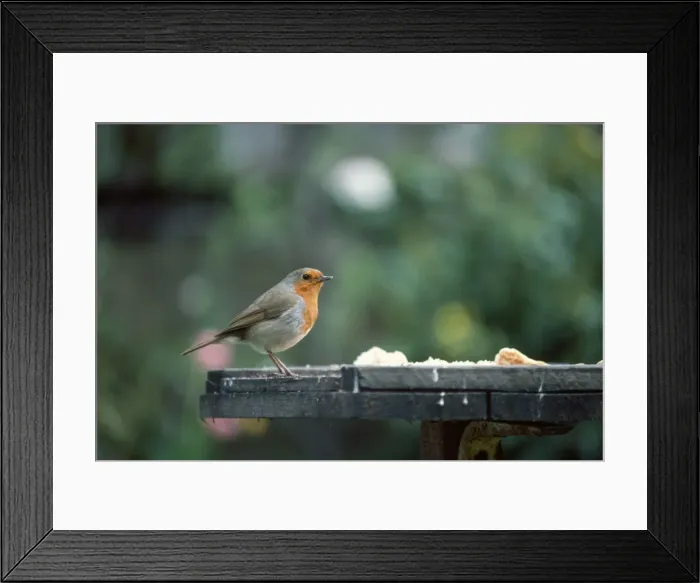 Framed Print : Robin - at bird table Framed Print : Robin - at bird table