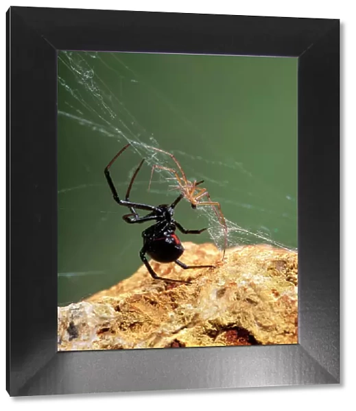 Black Widow Spider Western USA