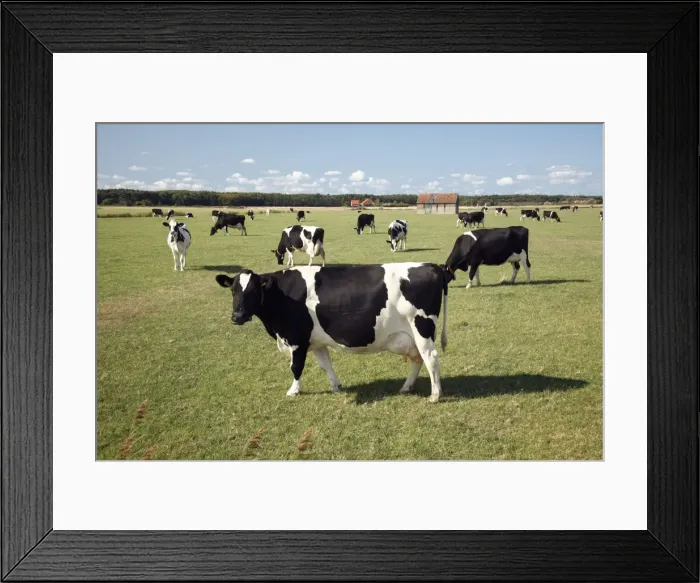 Framed Print : Friesian dairy cattle on meadow, Texel Island, Holland Framed Print : Friesian dairy cattle on meadow, Texel Island, Holland