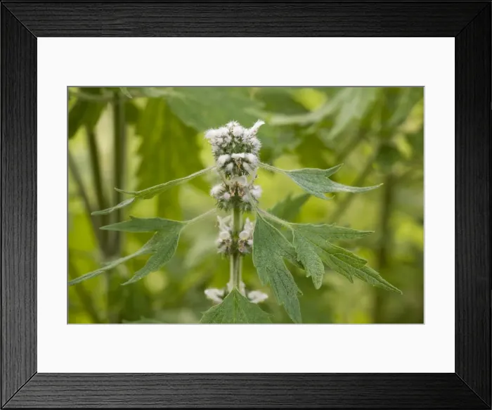 Framed Print : Motherwort (Leonurus cardiaca). E. Europe Framed Print : Motherwort (Leonurus cardiaca). E. Europe