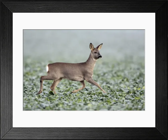 Framed Print : Roe Deer - doe trotting across oil-seed rape crop - Germany Framed Print : Roe Deer - doe trotting across oil-seed rape crop - Germany