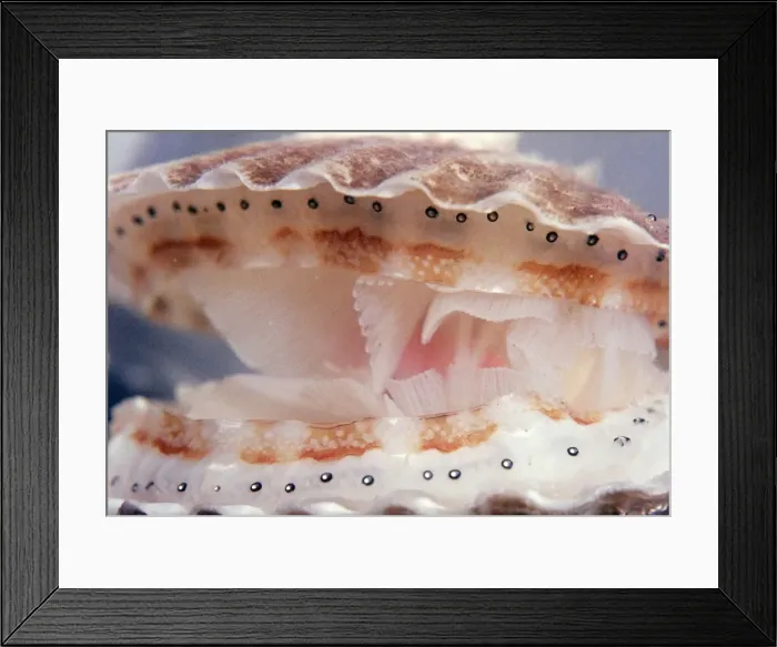 Framed Print : Scallop PM 8790 With eyes at edge of mantle © Pat Morris / ARDEA LONDON Framed Print : Scallop PM 8790 With eyes at edge of mantle © Pat Morris / ARDEA LONDON