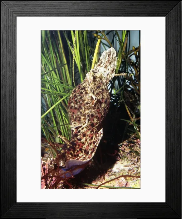 Framed Print : Califonia Sea Hare Nudibranch California to Baja California, Mexico Framed Print : Califonia Sea Hare Nudibranch California to Baja California, Mexico