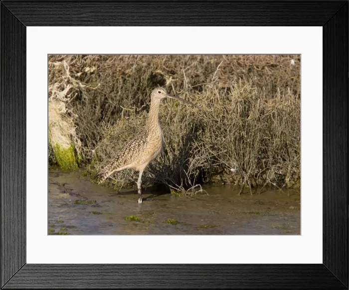 Framed Print : Long-billed Curlew - feeding in saltmarsh and mudflats - California - United States Framed Print : Long-billed Curlew - feeding in saltmarsh and mudflats - California - United States
