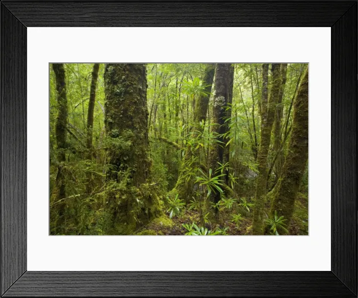 Framed Print : Temperate rainforest - magnificent Franklin river cuts through lush, temperate rainforest similar to that in New Zealand. Fern and lichen-covered trees dominate the scenery - Franklin-Gordon Wild Rivers National Park, Tasmania, Australia Framed Print : Temperate rainforest - magnificent Franklin river cuts through lush, temperate rainforest similar to that in New Zealand. Fern and lichen-covered trees dominate the scenery - Franklin-Gordon Wild Rivers National Park, Tasmania, Australia