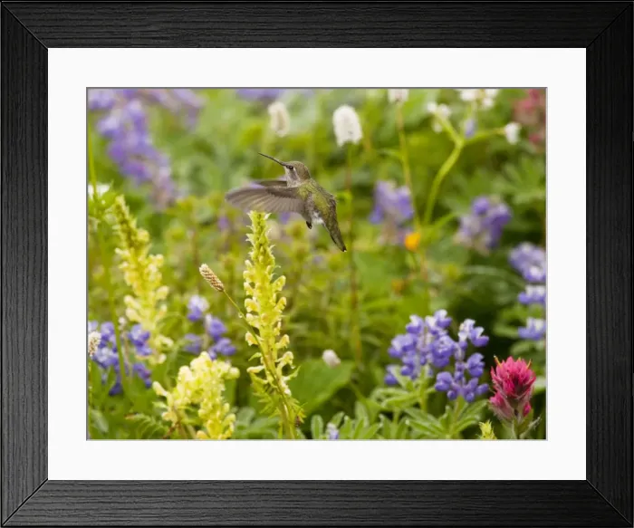 Framed Print : Calliope Hummingbird - visiting louseworts in Mount Rainier National Park, Washington, USA, North America Framed Print : Calliope Hummingbird - visiting louseworts in Mount Rainier National Park, Washington, USA, North America