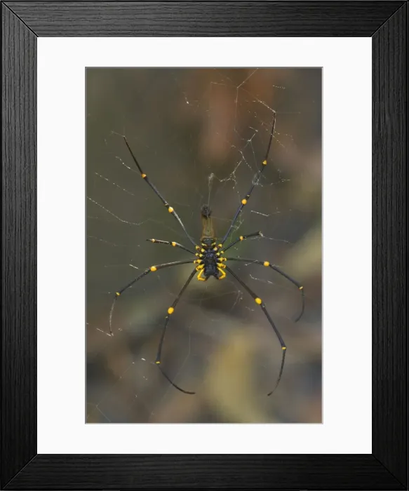 Framed Print : Golden Orb-weaver - big and colourful spider on its web waiting for prey - Northern Territory, Australia Framed Print : Golden Orb-weaver - big and colourful spider on its web waiting for prey - Northern Territory, Australia