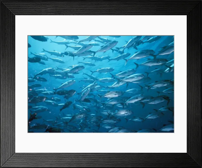 Framed Print : Bigeye Trevally - Great Barrier Reef - Australia Framed Print : Bigeye Trevally - Great Barrier Reef - Australia