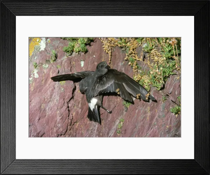 Framed Print : Storm Petrel Framed Print : Storm Petrel
