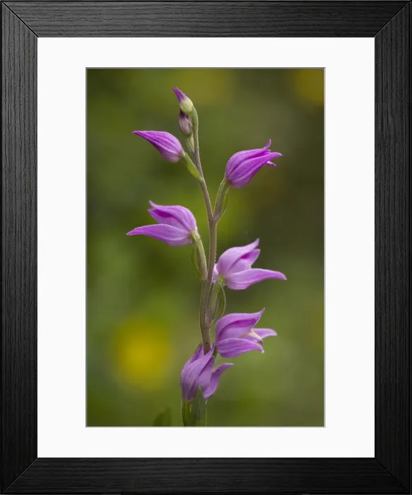 Framed Print : Red helleborine (Cephalanthera rubra). Very rare in UK Framed Print : Red helleborine (Cephalanthera rubra). Very rare in UK
