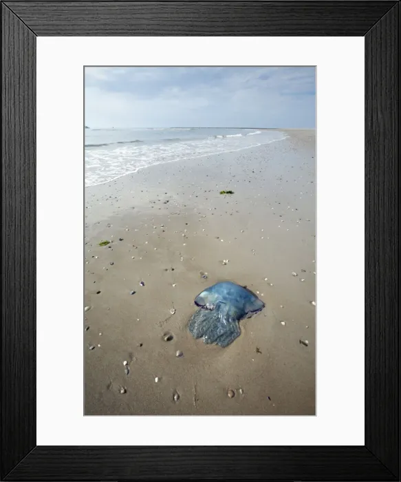 Framed Print : Blue Jellyfish - stranded on beach - Texel Island - Holland Framed Print : Blue Jellyfish - stranded on beach - Texel Island - Holland