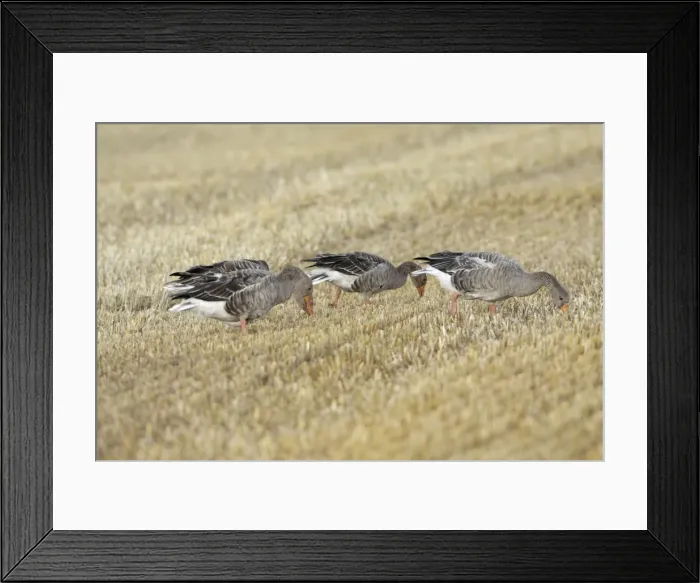 Framed Print : Greylag Geese - geese feeding on corn stubble - Island of Texel - Holland Framed Print : Greylag Geese - geese feeding on corn stubble - Island of Texel - Holland