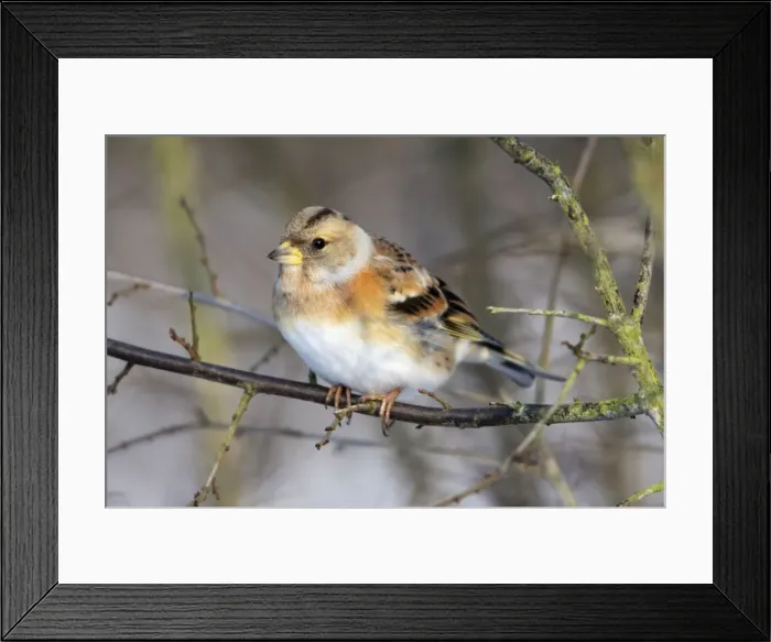 Framed Print : Brambling - in winter plumage - Hessen - Germany Framed Print : Brambling - in winter plumage - Hessen - Germany