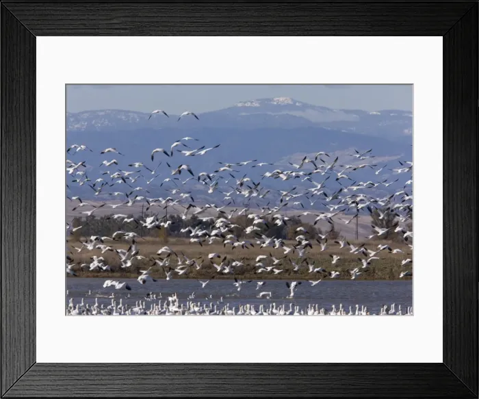 Framed Print : Mixed flock in flight - Ross's Geese and Snow Geese (Chen caerulescens) - at Sacramento National Wildlife Reserve, Black Butte mountains / Mendocino Forest beyond; California, United States Framed Print : Mixed flock in flight - Ross's Geese and Snow Geese (Chen caerulescens) - at Sacramento National Wildlife Reserve, Black Butte mountains / Mendocino Forest beyond; California, United States