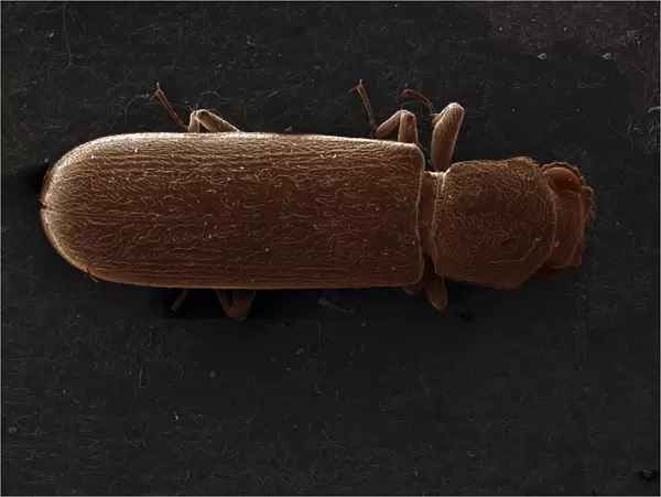 Scanning Electron Micrograph (SEM): Powderpost Beetle - Magnification x 50 (if print A4 size: 29. 7 cm wide)