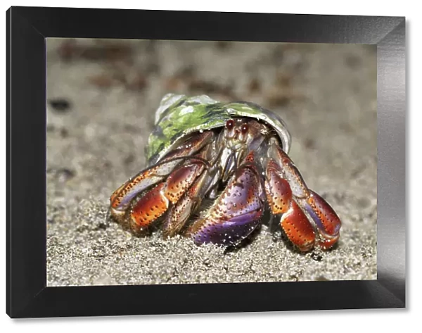 Hermit crab Cahuita N. P. Costa Rica