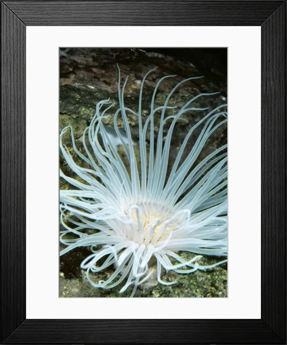 Framed Print : Sea Anemone PM 615 Tealia felina © P. Morris / ARDEA LONDON Framed Print : Sea Anemone PM 615 Tealia felina © P. Morris / ARDEA LONDON