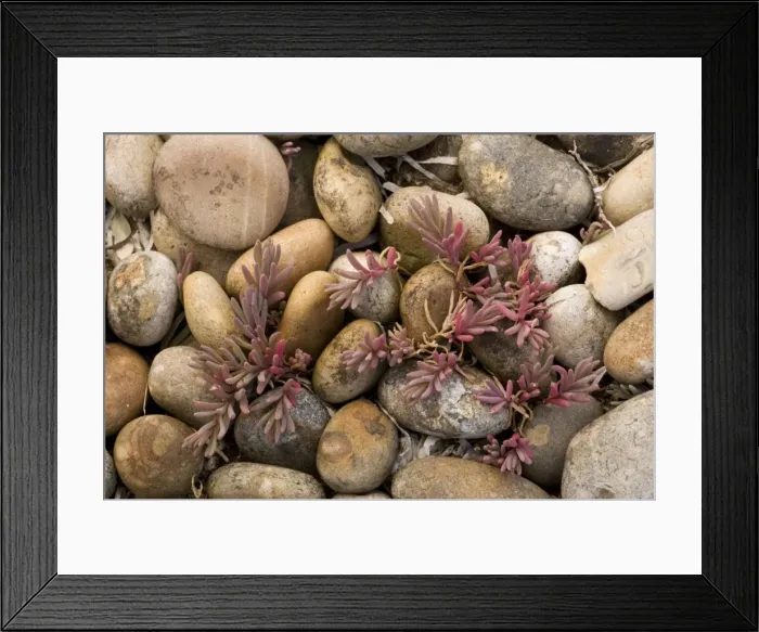 Framed Print : Annual sea-blite (Suaeda maritima) on shingle, Dorset Framed Print : Annual sea-blite (Suaeda maritima) on shingle, Dorset