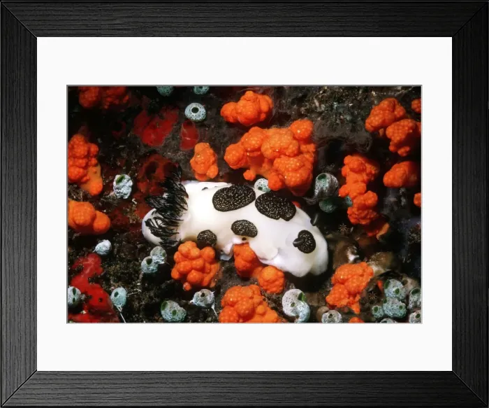 Framed Print : Nudibranch - Feeding on reef Toxic to predators Gunung Api, Banda Sea, Indonesia Framed Print : Nudibranch - Feeding on reef Toxic to predators Gunung Api, Banda Sea, Indonesia