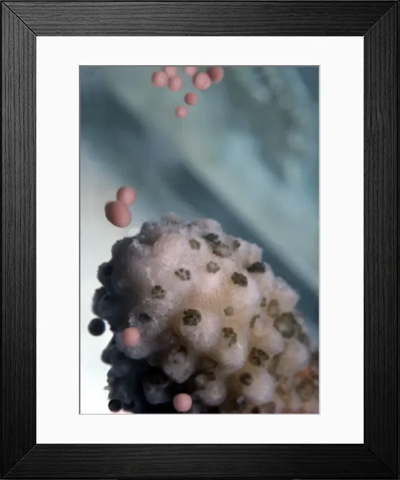 Framed Print : Staghorn Coral Spawning - Egg and sperm bundles leaving coral Heron Island, Queensland, Australia Framed Print : Staghorn Coral Spawning - Egg and sperm bundles leaving coral Heron Island, Queensland, Australia