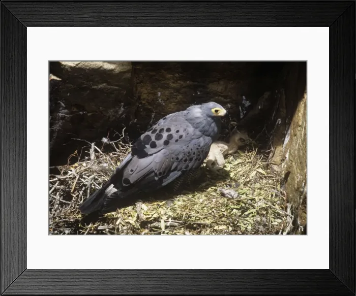 Framed Print : African Harrier-hawk - at nest with chick Framed Print : African Harrier-hawk - at nest with chick