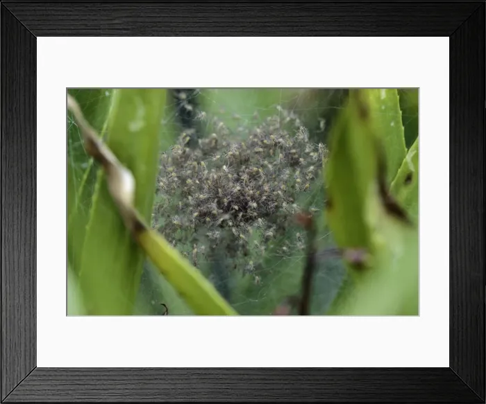 Framed Print : Fen raft spider Maternity web, nest with juveniles on the watersoldiers Framed Print : Fen raft spider Maternity web, nest with juveniles on the watersoldiers