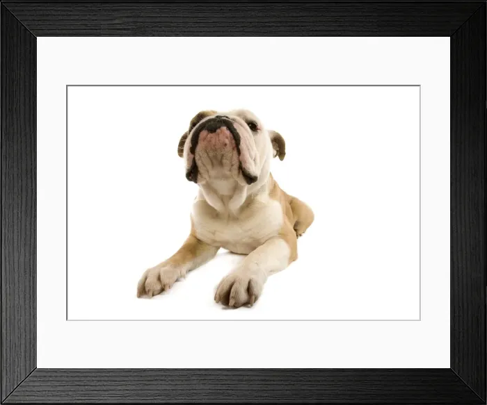 Framed Print : Dog - English Bulldog in studio Framed Print : Dog - English Bulldog in studio